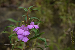 Impatiens balsamina